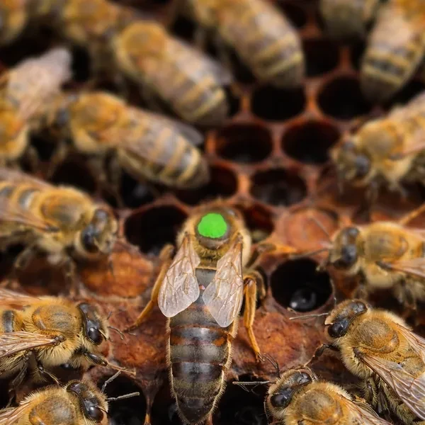 Карника F1 оплодотворенная