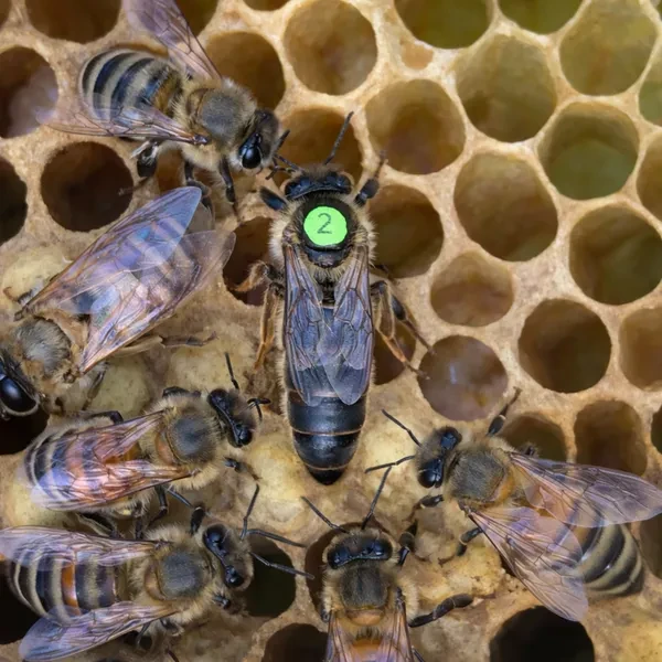 Карника ИО технология двойного осеменения