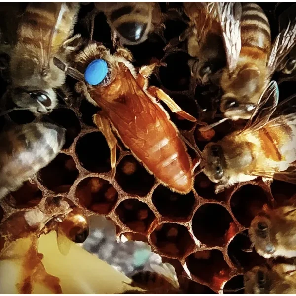 Кордован ИО технологией двойного осемения