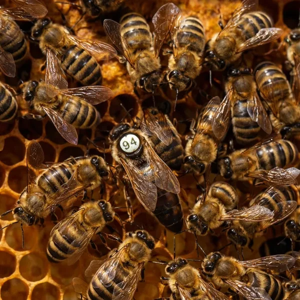 Карпатка ИО технология двойного осеменения