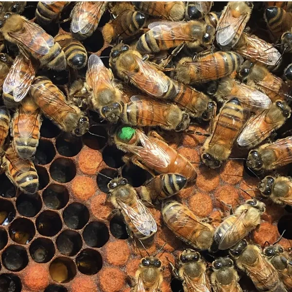 Итальянка Кордован