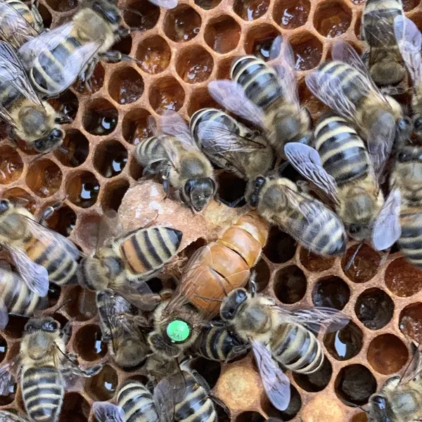 Бакфаст ИО технология двойного осеменения