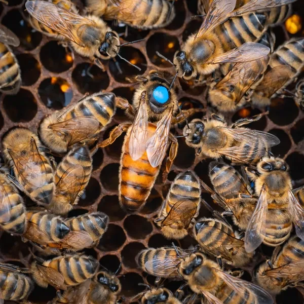 Бакфаст F1 (пчеломатка 1 поколения)