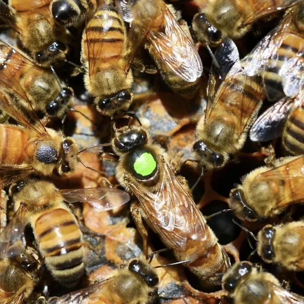 Бакфаст с горного облетника Соловецкий (зимовалая матка)